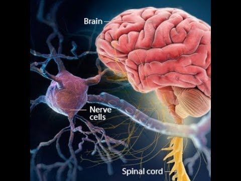 3) मल्टीपल सक्लेरोसीस