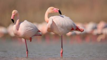 १०. फ्लेमिंगो एका पायावर झोपू शकतात.