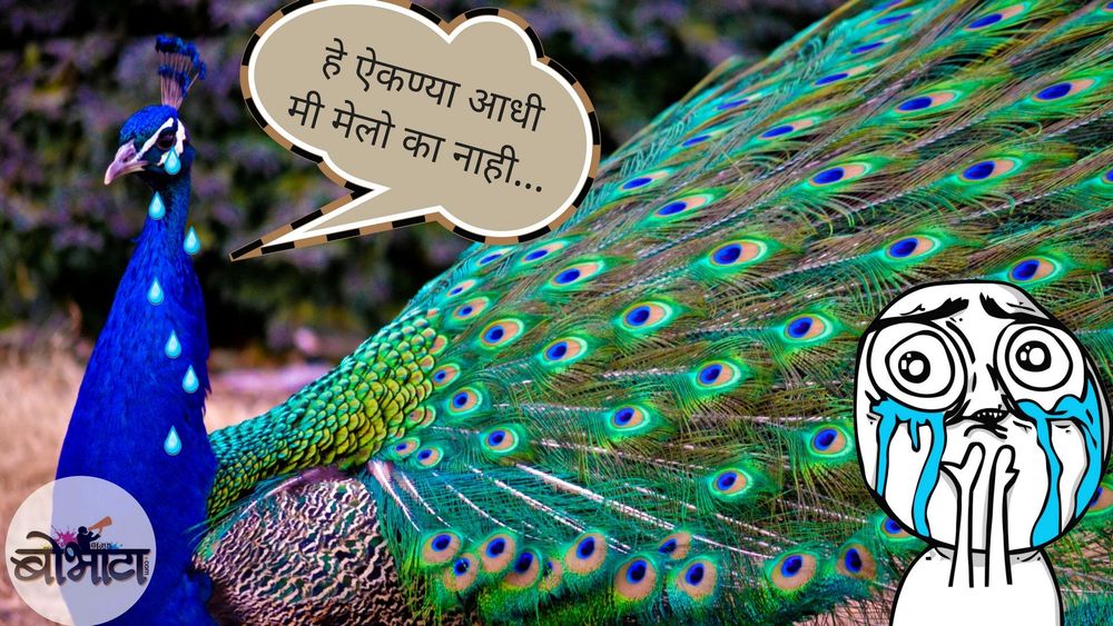 ब्रम्हचारी मोरावरून जजसाहेबांवर होतीय टोलेबाजी...!!!