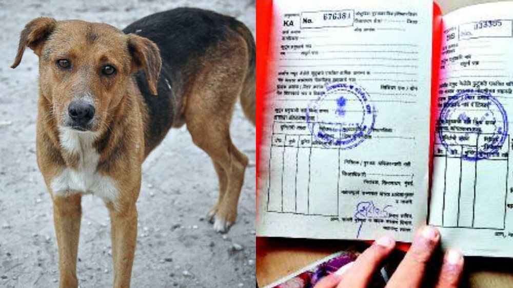 रेशनकार्डवर कुत्र्याचं नाव घालून त्याने लाटले तब्बल ६० किलो रेशन...पाहा बरं काय आहे हा प्रकार !!