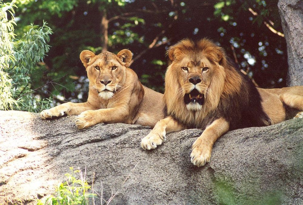 गीर वनाधिकाऱ्यांची कौतुकास्पद कामगिरी....त्यांनी या दोन सिंहांसाठी चक्क 'हे' केलं !!