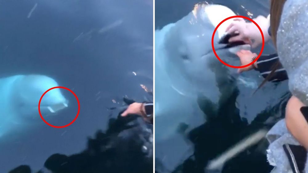 व्हिडीओ ऑफ दि डे : ज्याला गुप्तहेर समजत होते तो तर 'देव मासा' निघाला... !!