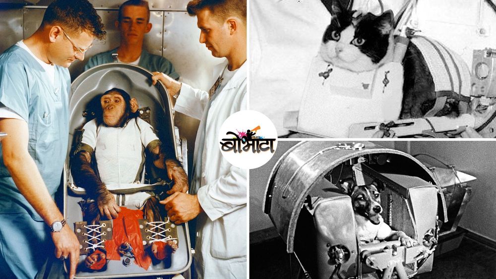 अंतराळात गेलेले १० प्राणी...या प्राण्यांमुळे आज अंतराळ संशोधन शक्य झालं आहे !!