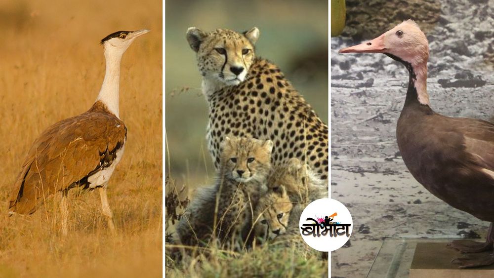 भारतातल्या या ३ प्राण्यांच्या जाती लुप्त झाल्या आणि आपल्याला पत्ता देखील लागला नाही !!