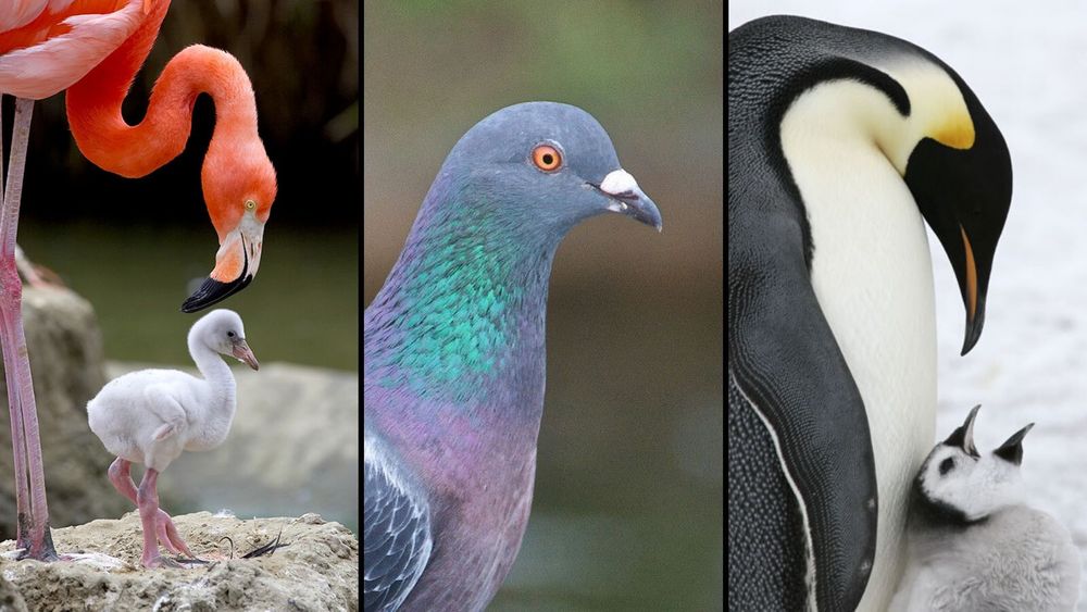 फक्त सस्तन प्राणीच नाही, तर हे ३ पक्षीसुद्धा पिल्लांना आपलं दूध पाजतात!!