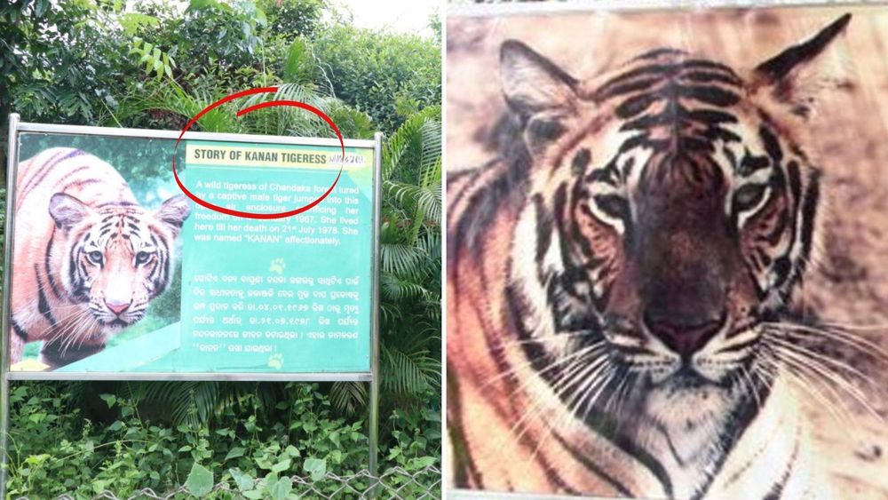 जेव्हा वाघीण एका वाघासाठी स्वतःच प्राणीसंग्रहालयात येते!