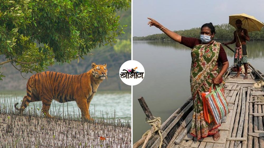 सुंदरबनचा वाघ आणि स्थानिकांचा संघर्ष...सुंदरबनच्या सौंदर्याची ही दुसरी बाजू माहित आहे का?