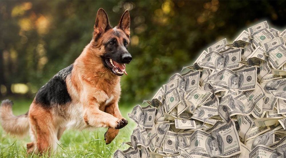 ४३० कोटींच्या संपत्तीचा मालक असलेला कुत्रा!! ही संपत्ती त्याला वारसाहक्काने मिळालीय. आता बोला!!