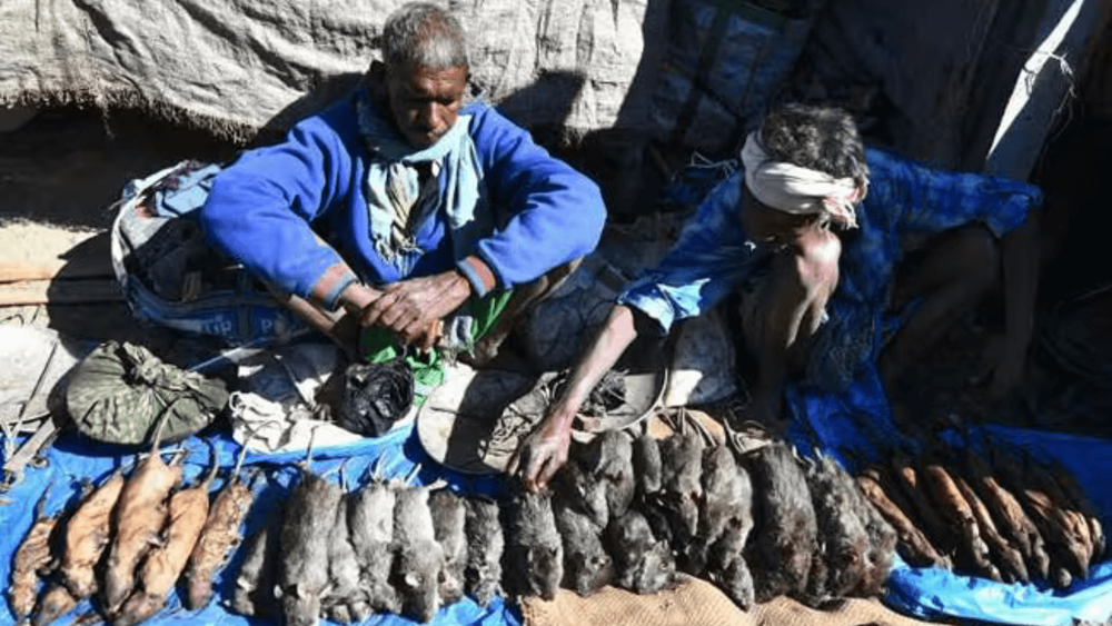  येत्या रविवारी ऊंदराचं मटण खाल का  ??