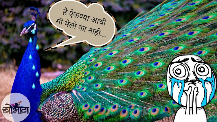 ब्रम्हचारी मोरावरून जजसाहेबांवर होतीय टोलेबाजी...!!!