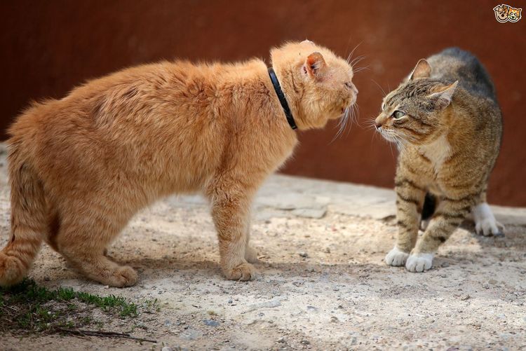 १०. मांजर फक्त माणसांना बघूनच म्यॅव करते. दुसऱ्या मांजराला बघून फक्त गुरगुरणे किंवा हिस्सचा आवाज काढते.