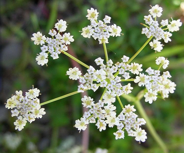 ही आठ फुलं कशाची आहेत तुम्ही ओळखूच शकणार नाही.. दुसरं आणि तिसरं फूल ओळखणं तर खूपच अवघड आहे बरं..