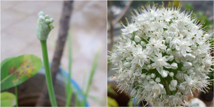 ३. कांदा