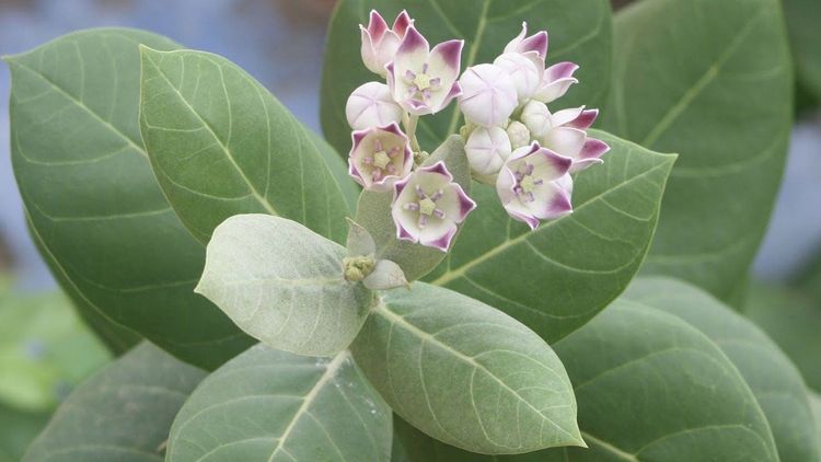 १२. अर्क - रुईची पानं (Calotropis procera) 