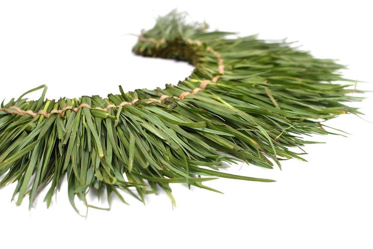 ४. श्वेत दूर्वा - पांढऱ्या दूर्वा (Cynodon dactylon) 