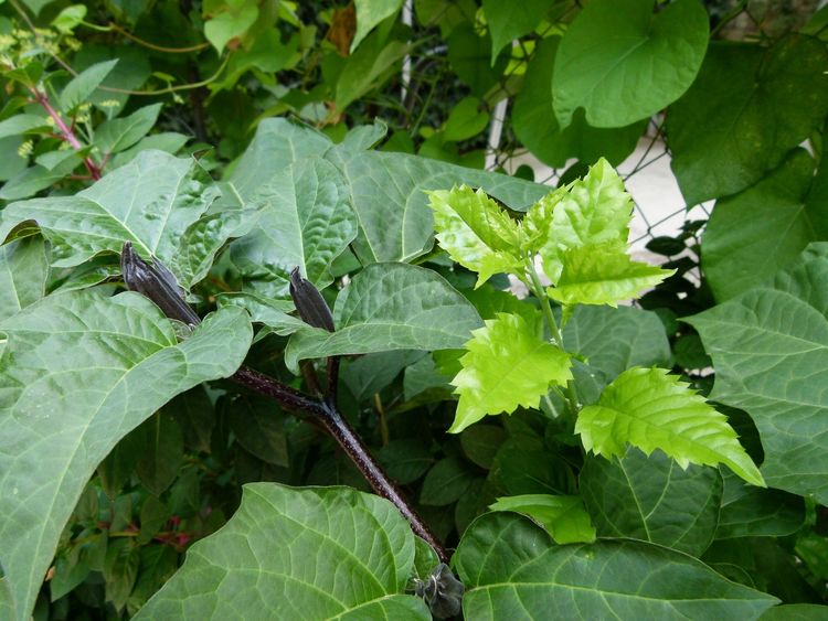 ६. धत्तूर - धोत-याची पानं (Datura metel) 