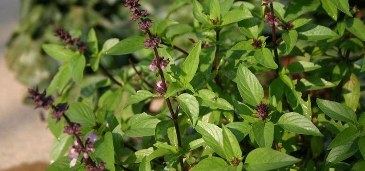 ७. तुलसी - तुळसीची पानं (Ocinum sanctum) 