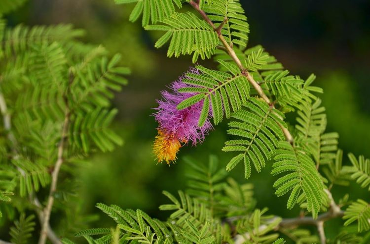 ८. शमी - शमीची पानं (Prosopis cineraria) 