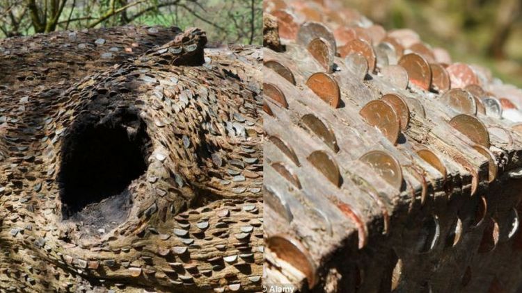 हे तर खरोखरचे मनी प्लांट...