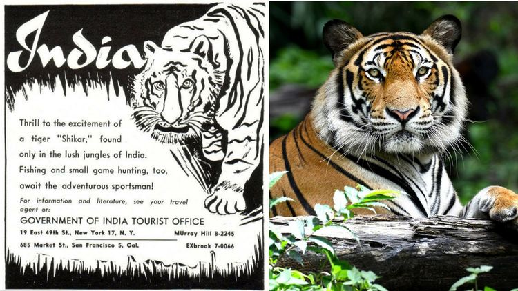 वाघांच्या शिकारीसाठी सरकारने स्वतः दिलं होतं आमंत्रण ? वाचा काय आहे सत्य !!