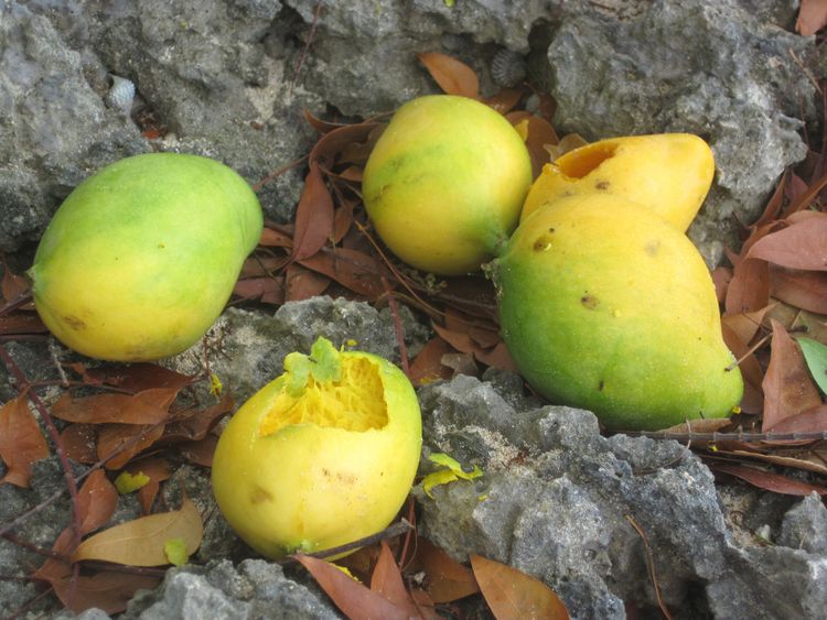 १. झाडांवरून पडलेली फळे खाऊ नका. ही फळे पक्षांनी खाल्लेली असू शकतात. त्याचबरोबर अर्धवट खाल्लेली फळे खाऊ नका.