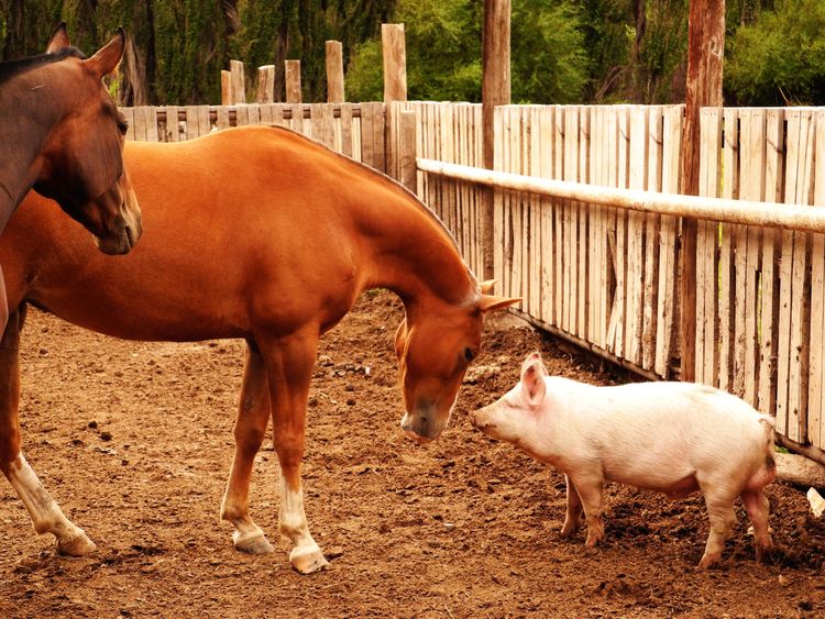 ३. डुक्कर, घोडे, वटवाघूळ या सारख्या प्राण्यांपासून दूर राहा. वटवाघूळांचा राबता असलेल्या ठिकाणचं पाणी पिणे टाळा. 