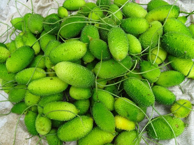 २. कंटोली 