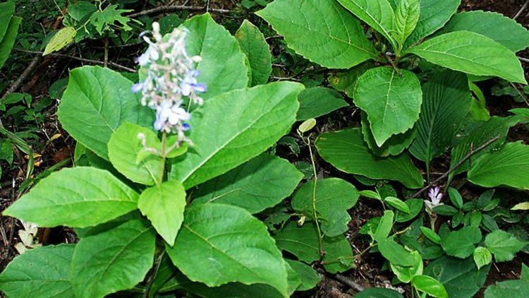 ६. भारंग