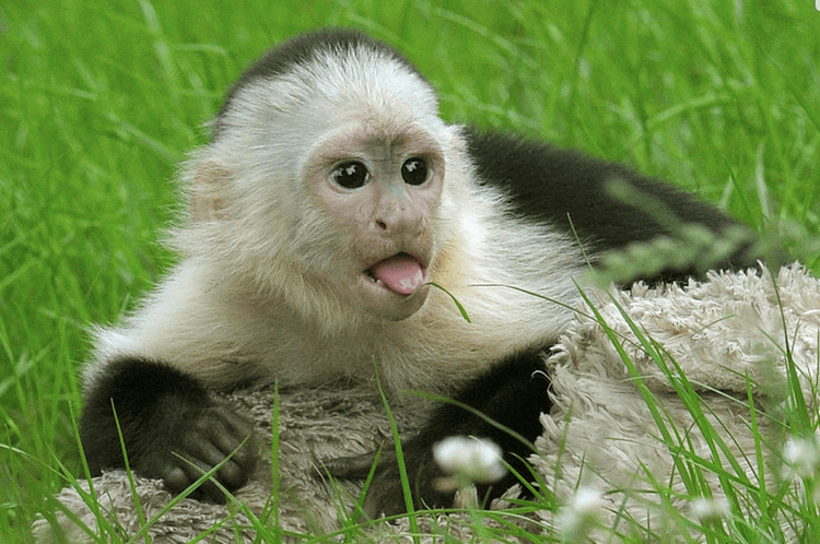 या माकडांनी माणसाच्या पावलावर पाऊल ठेऊन काय कमाल केली आहे बघा 