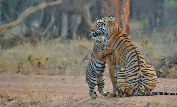 माया आणि स्कारफेस - ताडोबा अंधारी टायगर रिझर्व्ह