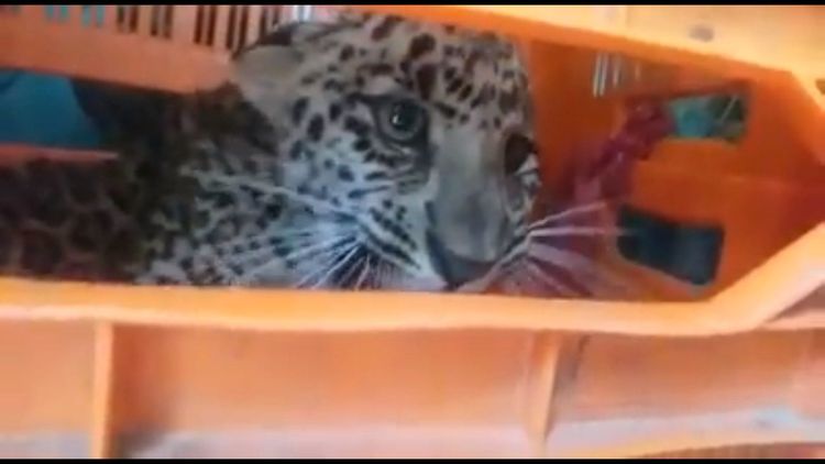 लहानग्यांच्या बिछान्यात बिबट्या शिरला आणि......वाचा पुढे काय झाले !!