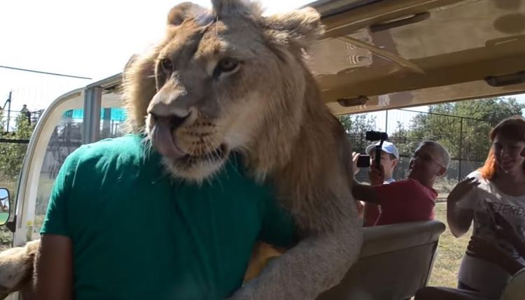 व्हिडीओ ऑफ दि डे : चक्क पर्यटकांना मिठ्या मारणारा सिंह बघितलाय का कधी ?