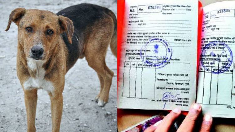 रेशनकार्डवर कुत्र्याचं नाव घालून त्याने लाटले तब्बल ६० किलो रेशन...पाहा बरं काय आहे हा प्रकार !!