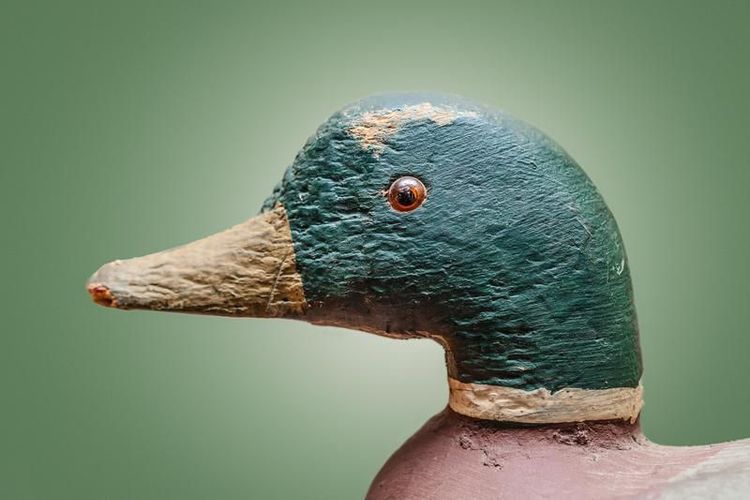 ८. बनावट बदक