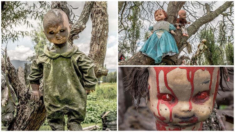 बाहुल्यांनी भरलेल्या या बेटाचं रहस्य काय ? 'अॅॅडव्हेन्चर' आवडणाऱ्या प्रत्येकाने हे वाचायलाच हवं !!