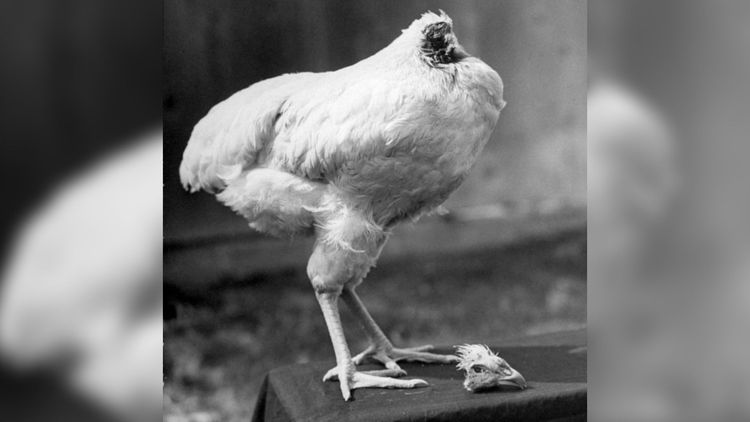 डोकं छाटलेला हा कोंबडा १८ महिने कसा जिवंत राहिला ?