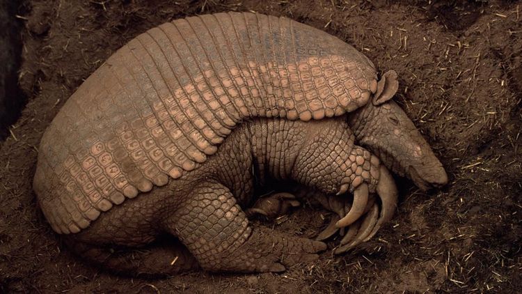 ४. जायंट आर्मॅडिलो (खवले असलेला प्राणी)