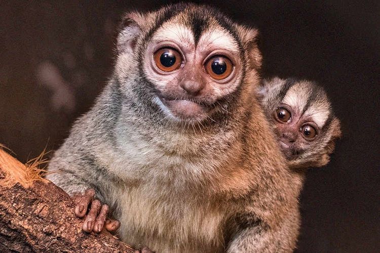 ७. घुबडा सारख्या तोंडाचे वानर