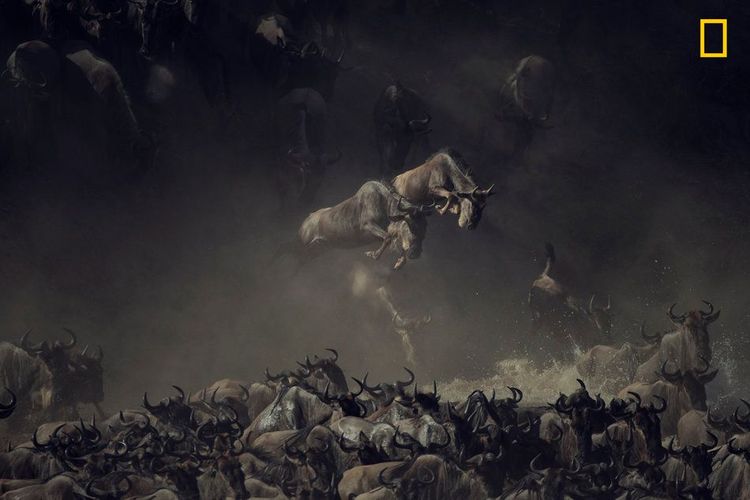 १. वन्यजीवन – पहिला क्रमांक