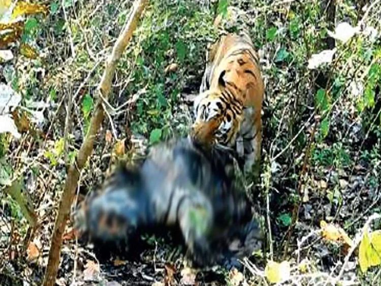 कान्हामध्ये मिळालाय वाघाचा वाघाला खातानाचा फोटो.  जाणून घ्या काय प्रकरण आहे.