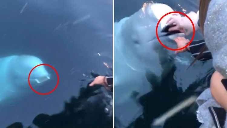 व्हिडीओ ऑफ दि डे : ज्याला गुप्तहेर समजत होते तो तर 'देव मासा' निघाला... !!