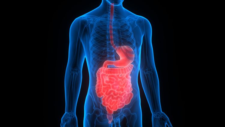 २. अन्नपचन- मेटाबॉलीझम व्यवस्थित राहाते.