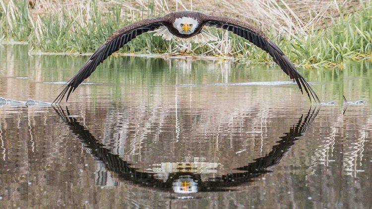 लाखो प्रयत्नानंतर मिळतो हा परफेक्ट शॉट....हा फोटो एकदा पाहाच !!