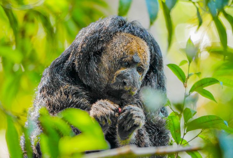 ४. जैवविविधता