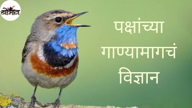 पक्षी का गातात ? पक्षांच्या गाण्यामागचं विज्ञान तुम्हाला नक्कीच माहित नसेल !!