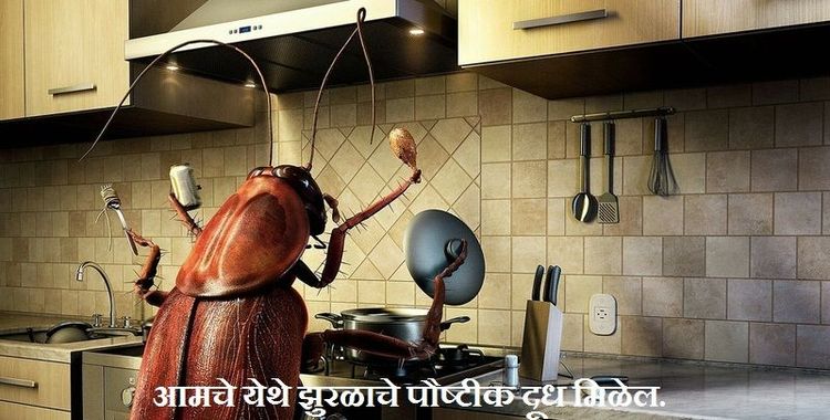  आमचे येथे झुरळाचे पौष्टीक दूध मिळेल.