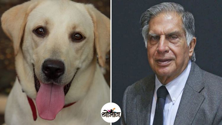 या मायराला दत्तक घेण्यासाठी टाटांनी केलं आवाहन!