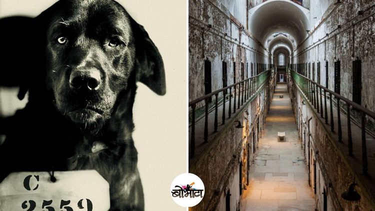 मांजरीचा खून करणाऱ्या कुत्र्याने अमेरिकेतल्या तुरुंगात नवीन पद्धत कशी जन्माला घातली ?