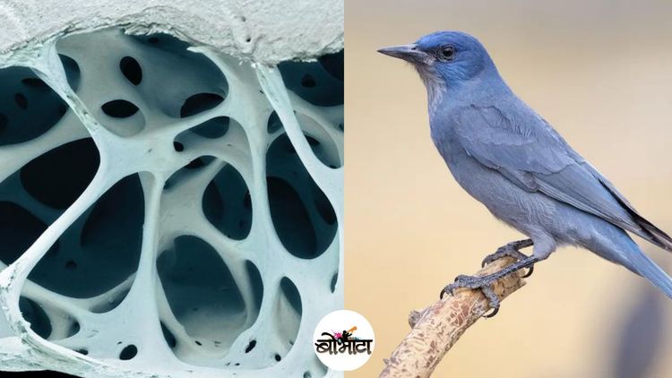पक्ष्यांची हाडे पोकळ का असतात ? शाळेत शिकवतात त्यापेक्षा उत्तर फारच वेगळं आहे !!