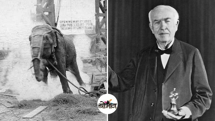 एडिसनने जिवंत हत्तीणीला विजेचा झटका देऊन मारलं होतं का  ? काय आहे या क्रूरतेमागची गोष्ट ?